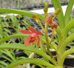 Carica l'immagine nel visualizzatore Galleria, Vanda alpina × curvifolia