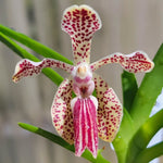 Carica l'immagine nel visualizzatore Galleria, Vanda cristata x lombokensis