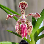 Carica l'immagine nel visualizzatore Galleria, Vanda cristata x lombokensis