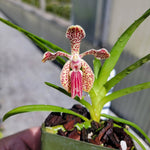 Carica l'immagine nel visualizzatore Galleria, Vanda cristata x lombokensis