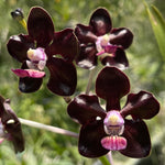 Carica l'immagine nel visualizzatore Galleria, Vanda Greg Scott (Vanda merrillii x Vanda tessellata)