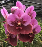 Carica l'immagine nel visualizzatore Galleria, Vanda sanderiana 'Purple'