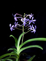 Carica l'immagine nel visualizzatore Galleria, Vandachostylis Rainbow Star "Blue"