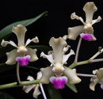 Carica l'immagine nel visualizzatore Galleria, Vanda ustii