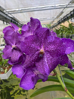 Carica l'immagine nel visualizzatore Galleria, Vanda Vivid Violet