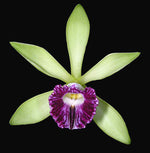 Carica l'immagine nel visualizzatore Galleria, Vanilla planifolia