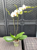 Carica l'immagine nel visualizzatore Galleria, Phalaenopsis Victoria