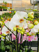 Carica l'immagine nel visualizzatore Galleria, Phalaenopsis Victoria