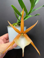 Carica l'immagine nel visualizzatore Galleria, Angraecum viguieri