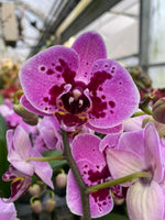 Carica l'immagine nel visualizzatore Galleria, Phalaenopsis Violet Panther