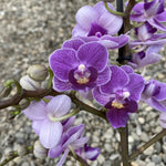 Carica l'immagine nel visualizzatore Galleria, Phalaenopsis Violet Queen