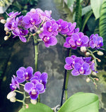 Carica l'immagine nel visualizzatore Galleria, Phalaenopsis Violet Queen