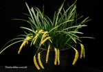 Carica l'immagine nel visualizzatore Galleria, Dendrochilum wenzelii var. alba (yellow form)