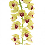 Carica l'immagine nel visualizzatore Galleria, Cymbidium Cascade 'Winn'