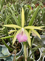 Carica l'immagine nel visualizzatore Galleria, Procatavola Wufong Jade (Cattleychea Siam Jade × Brassavola nodosa)