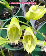 Carica l'immagine nel visualizzatore Galleria, Catasetum × wendlingeri