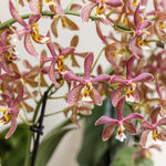 Load image into Gallery viewer, Phalaenopsis Yaphon Pink Lady (Jiaho's Pink Girl 'Sweet Fragrance' x mannii 'Black')