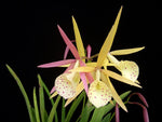 Carica l'immagine nel visualizzatore Galleria, Brassocattleya Yellow Bird (Brassavola nodosa × Brassocattleya Richard Mueller)