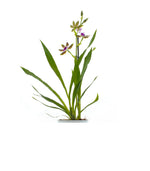 Carica l'immagine nel visualizzatore Galleria, Zygopetalum Trozy Blue