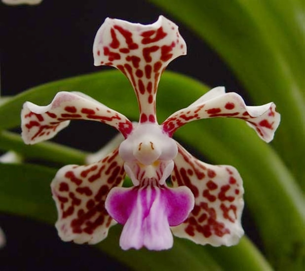 Vanda Tricolor Var Suavis Giulio Celandroni Orchidee