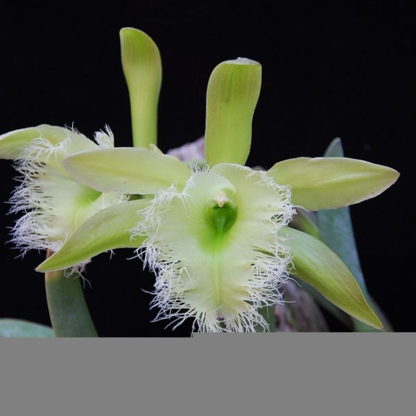 Brassavola Digbyana Giulio Celandroni Orchidee 2760