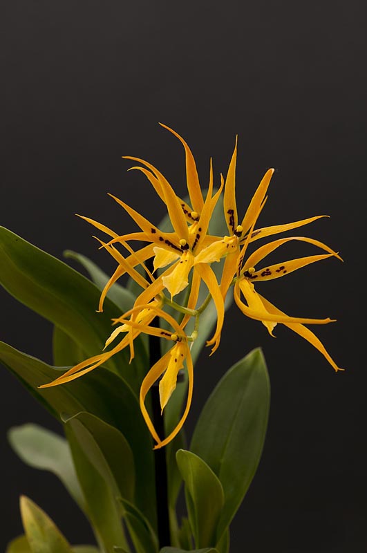 Brassia