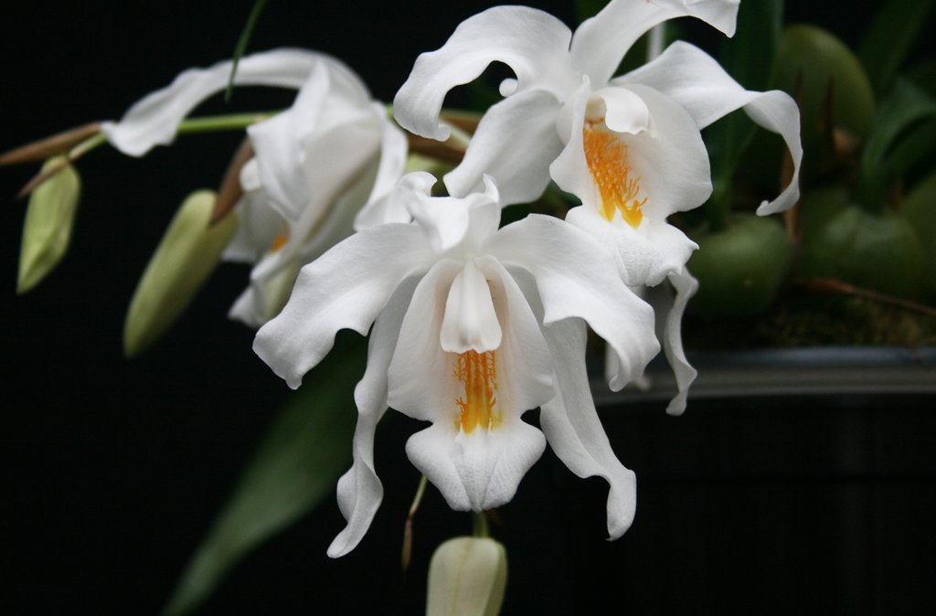 Coelogyne