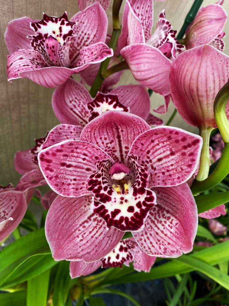 Cymbidium