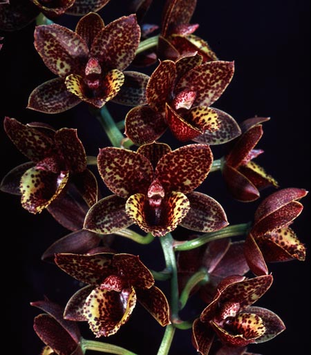 Catasetum