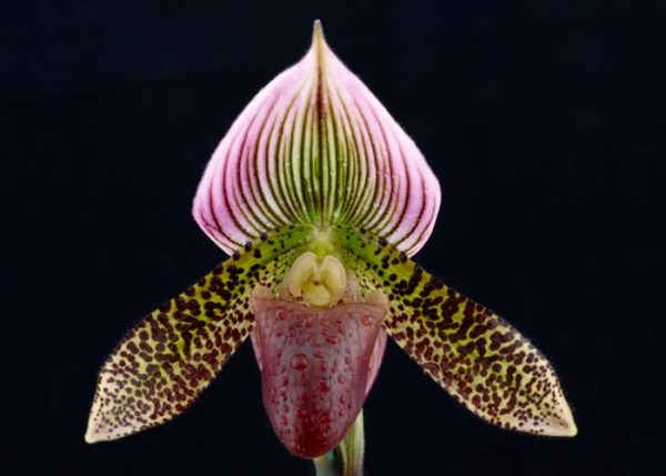 Paphiopedilum