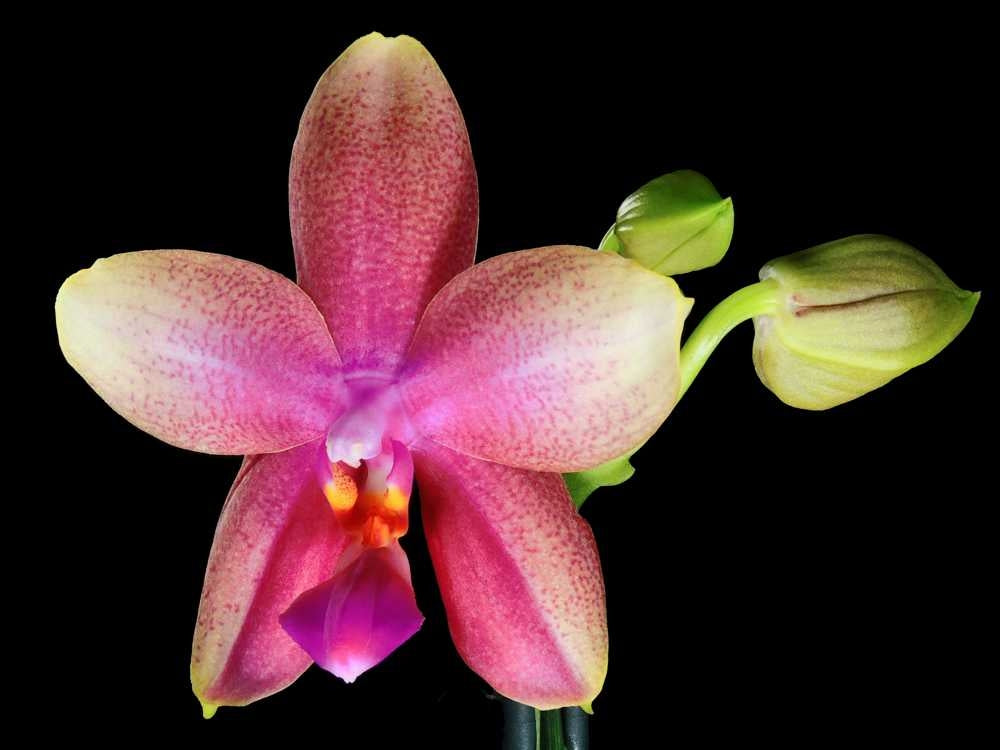 Phalaenopsis