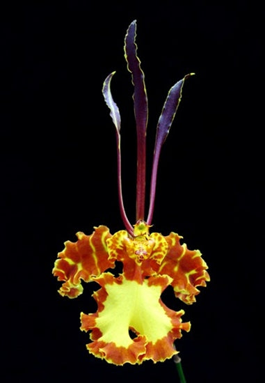 Psychopsis