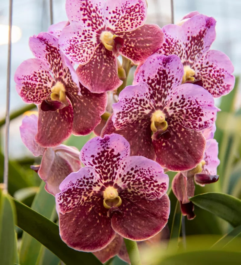 Vanda
