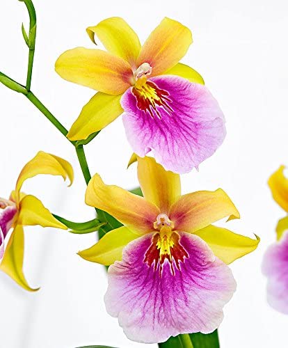 Miltonia