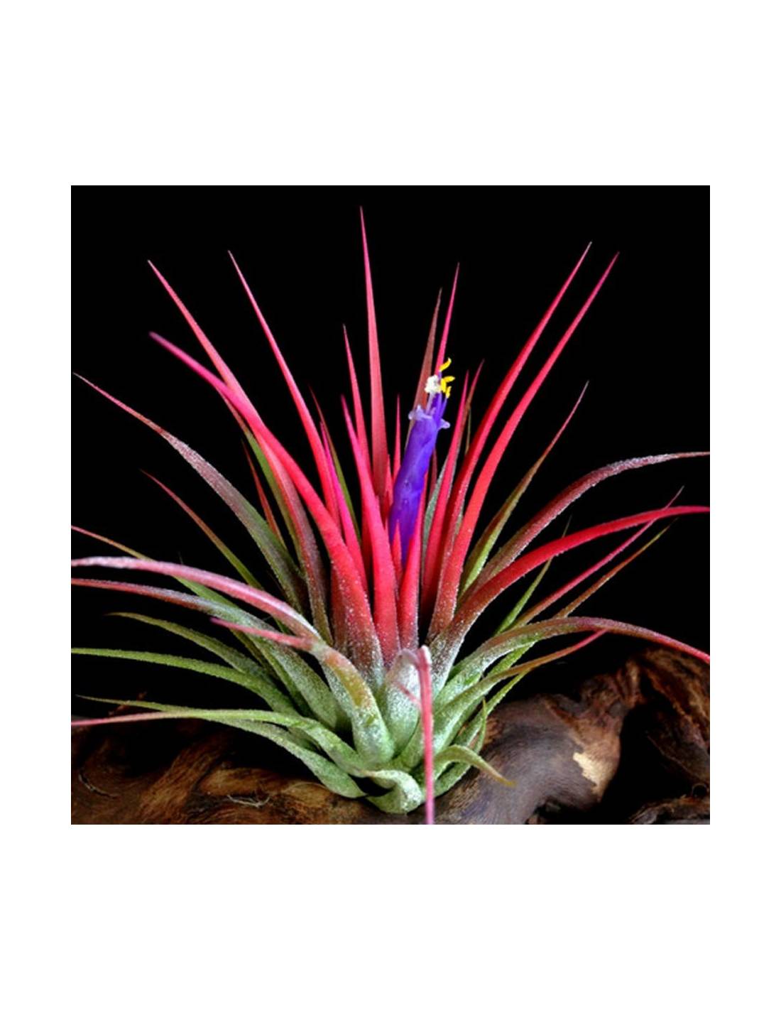 Tillandsia