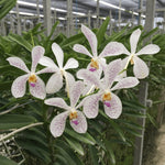 Load image into Gallery viewer, Vanda MV Tannins