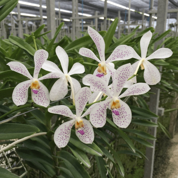 Vanda MV Tannins