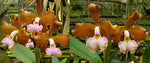 Carica l'immagine nel visualizzatore Galleria, Cattleya velutina 'Tigresa' x Tipo 'Luiz Claudio' - Br Orquidea