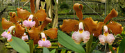 Cattleya velutina 'Tigresa' x Type 'Luiz Claudio' - Br Orquidea