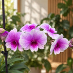 Laden Sie das Bild in den Galerie-Betrachter hoch, Dendrobium Burana Racha