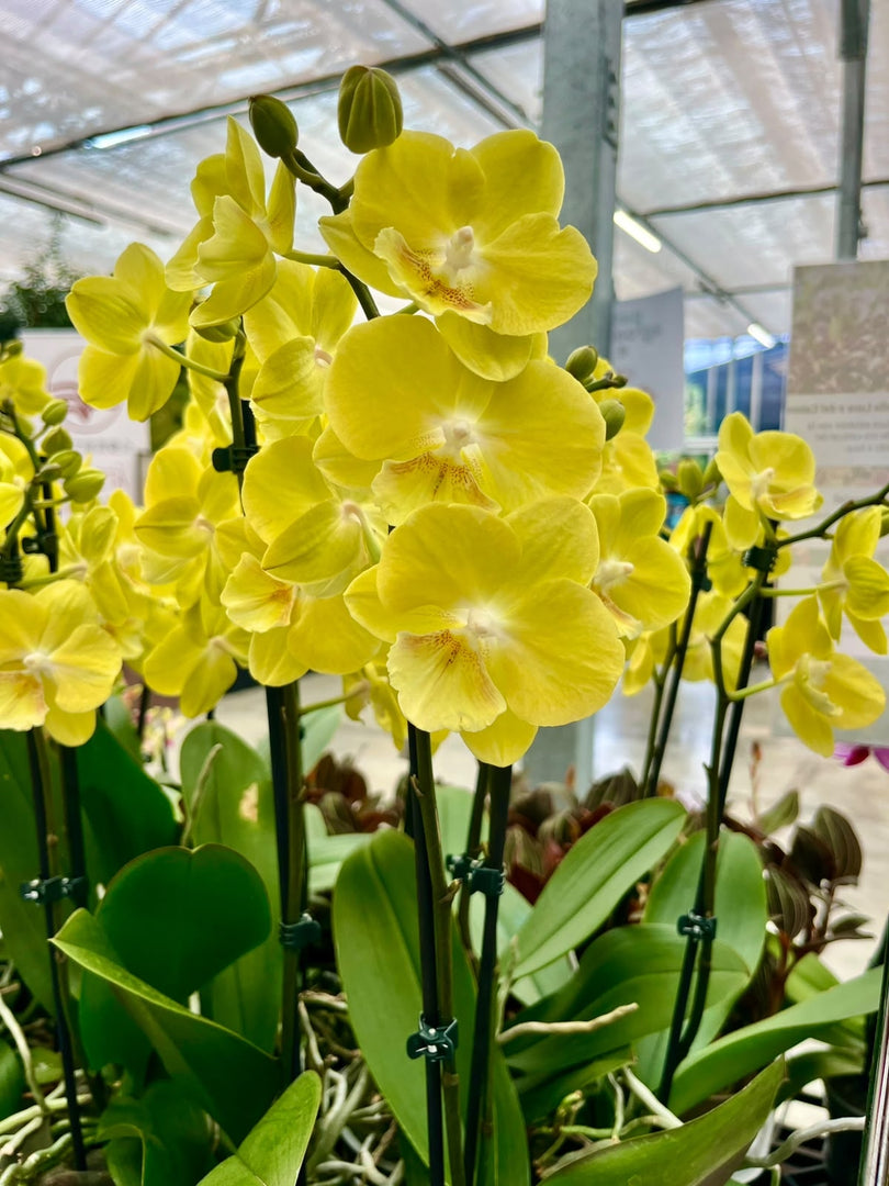 Phalaenopsis Younghome Lemon Yellow