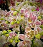 Load image into Gallery viewer, Phalaenopsis Spotty Brigitte