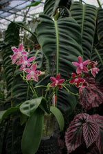 Carica l'immagine nel visualizzatore Galleria, Phalaenopsis Double Shot ((amabilis x tetraspis #C1) x tetraspis #C1)