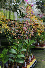 Load image into Gallery viewer, Dendrobium Spatulata Hybrid