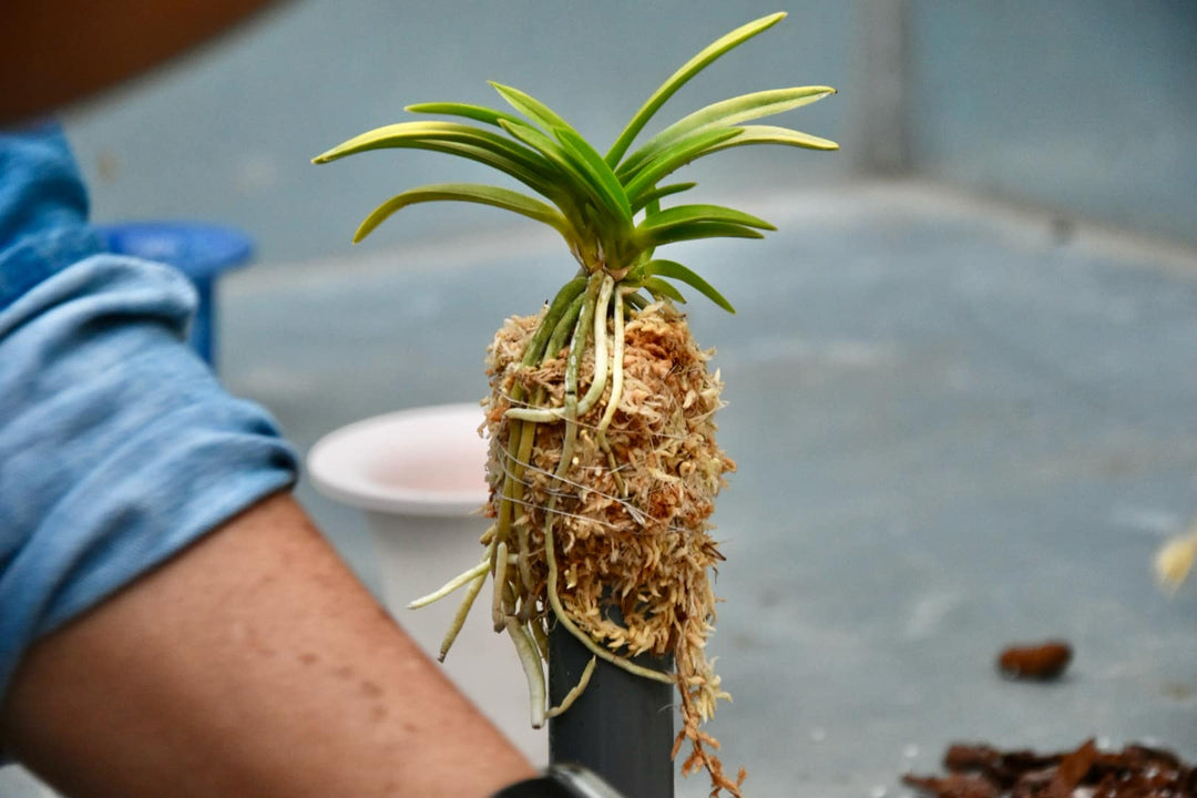 Tendibobina con filo di cotone per Neofinetia