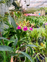 Carica l'immagine nel visualizzatore Galleria, Robertsara Green Wonder (Epidendrum Mabel Kanda x Cattleya Loog Tone)