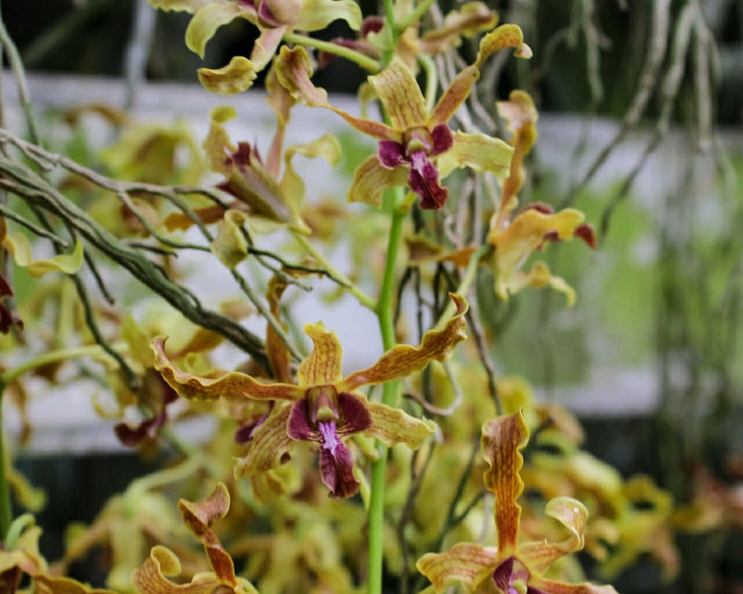 Dendrobium Spatulata Hybrid