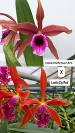 Carica l&#39;immagine nel visualizzatore Galleria, Laelia tenebrosa &#39;rubra&#39; x Zip &#39;red&#39;
