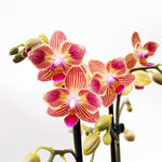 Carica l'immagine nel visualizzatore Galleria, Phalaenopsis Chingruey's Goldstaff - Peloric