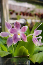 Carica l'immagine nel visualizzatore Galleria, Phalaenopsis speciosa 'Iron Purple'